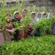 Go green and healthy 1