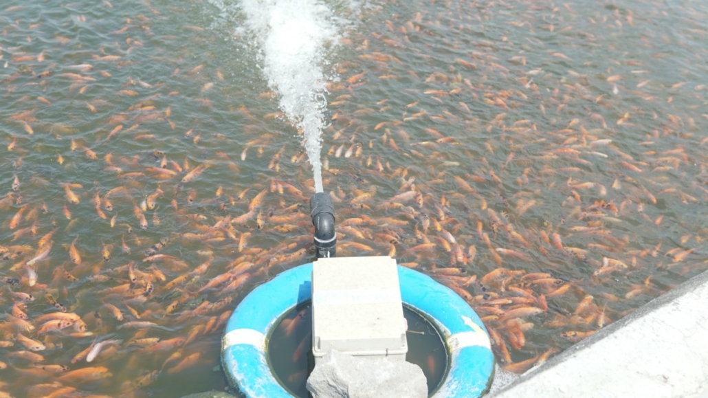 Budidaya Ikan
