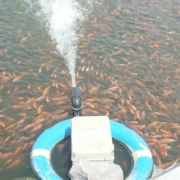 Budidaya Ikan