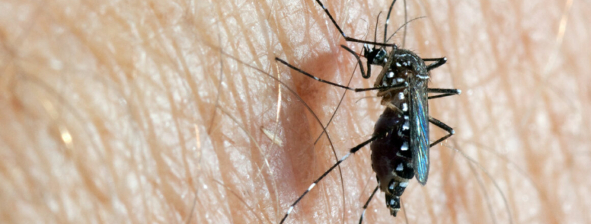 Demam Berdarah 1030x623