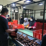 Desa agrowisata salak
