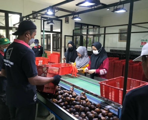 Desa Agrowisata Salak