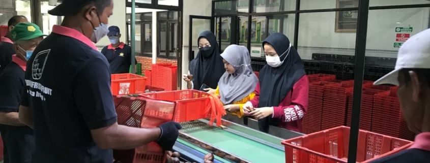 Desa agrowisata salak