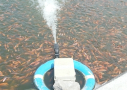 Budidaya Ikan