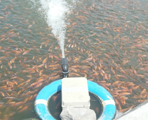 Budidaya Ikan