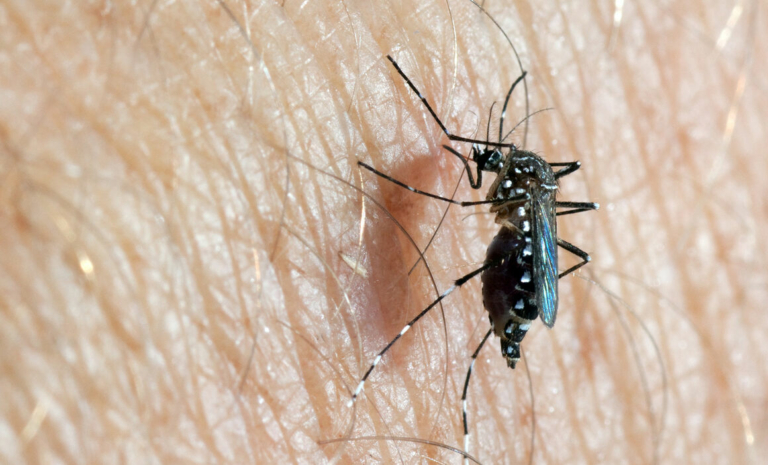 Musim Penghujan Masih Belum Usai, Ancaman Penyakit Demam Berdarah Dengue (DBD) Masih Ada
