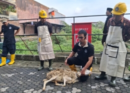 Daging kurban
